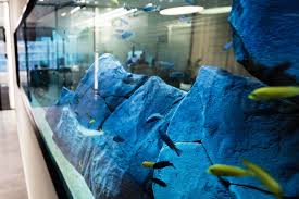 Visit the aacps art gallery wall today at westfield annapolis in the pottery barn wing across from the fish tank! Aquarium Design Installation Maryland Aquarium Design Installation And Maintenance