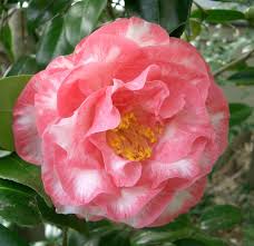 Camellia Japonica B S S Camellia Flowers Plants