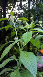 Image result for Vernonia anthelmintica