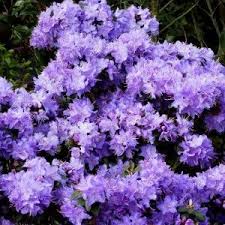Rhododendron Nain Rhododendron Blue Diamond Planting Flowers Flowering Shrubs Garden Of Earthly Delights