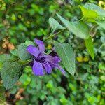 Image result for Dyschoriste thunbergiiflora