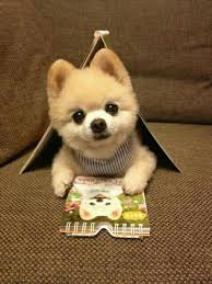 Pin By Raluca Antonia On Puppies Cute Baby Animals Cute Animals Cute Funny Animals