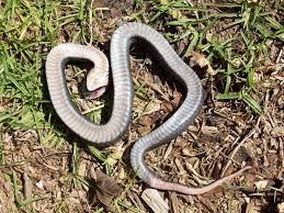 This Snake Plays Dead When Threatened The North American Hognose Snake Aka Puff Adder Aka Zombie Snake Has A Taste For The Dra Snake Hognose Snake Zombie