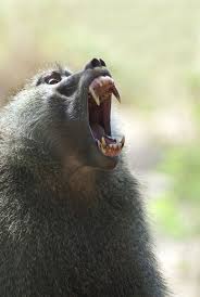 Baboon Baboon African Wildlife Wildlife Conservation