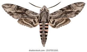 Image result for Convolvulus ocellatus