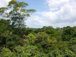 To Cope Or Not To Cope Tropical Rainforest Tree Leaves Show Little Response To Drought Rainforest Trees Amazon Rainforest Trees Tropical Rainforest