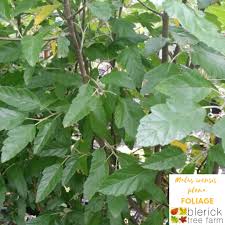 Maybe you would like to learn more about one of these? Malus Ioensis Plena Flowering Crab Apple Blerick Tree Farm