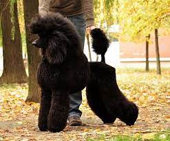 Standard poodles, miniature poodles and toy poodles; Ninihills Always Best In Show Jpg 500 412 Poodle Dog Poodle Grooming Poodle Puppy Standard