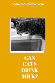 Human Foods That Are Toxic For Cats Meowpassion Cat Drinking Cats Drink Milk