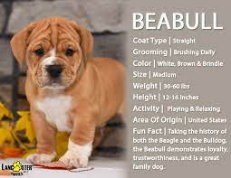 We are offering the best quality pitbulls puppies. Beabulllove Loveable And Loyal The Beabull Is Gaining Popularity With Those Who Love The Mischievous Swe Puppies Lancaster Puppies Puppies For Sale
