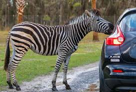 Come See Wild Florida S Drive Thru Safari Park For A Reduced Price