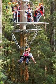 The Otways Beautiful Native Australia Forest Ziplining Zipline Tours Outdoor Adventure