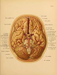 Spectacularuniverse The Brain From An Atlas And Text Book Of Topographic And Applied Anatomy By Oskar Schultze 1905 Human Anatomy Anatomy Nootropics