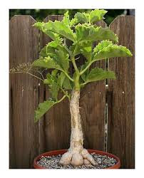 Image result for Cyphostemma quinatum