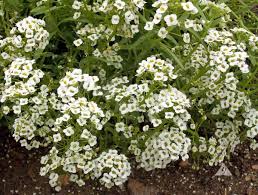 Check spelling or type a new query. Dwarf Sweet Alyssum Lobularia Maritima Applewood Seed Co
