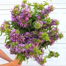Image result for Monarda
