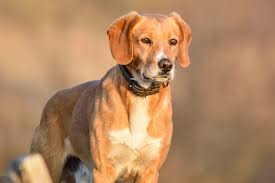 Image result for Harrier dog