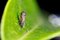 Capca offers information on the environmental protection. California Association Of Pest Control Advisors Capca Archives California Agriculture News California Agriculture