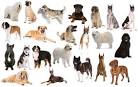 List of dog breeds - Wikipedia