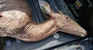 Nasty Stuff Hunters Find On And In Their Deer Oozing Green Gunk Huge Warts Parasitic Insects And More Pennlive Com