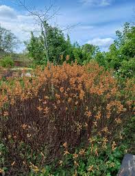 Image result for Myrica