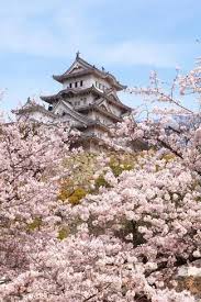 Japan Castle With Pink Cherry Blossoms Flower Photographic Print Aslysun Art Com In 2021 Blossom Flower Cherry Blossom Drawing Cherry Blossom Pictures