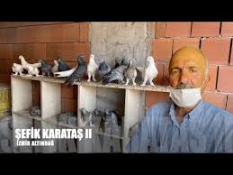 Taklaci Guvercinler Sefik Karatas Youtube