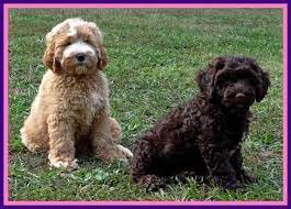 The coats of oodles and labradors, from which standard australian labradoodles come from, have evolved over time to repel water, which means that labradoodles won't need a bath quite as often. Puppy Cam Southern Charm Labradoodles American And Australian Labradoodl Australian Labradoodle Puppies Labradoodle Breeders Labradoodle Puppies For Sale