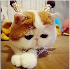 Kok anak kucingnya bisa masuk di genggaman tangan ya ? Foto Kucing Terimut Sedunia