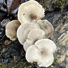 Image result for Lentinus edodes