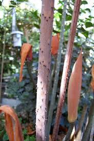 Image result for Anchomanes