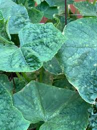Image result for Mealybug cucumber