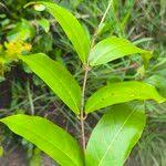 Image result for Landolphia camptoloba