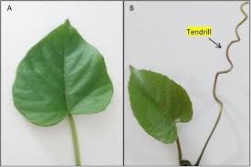 Image result for Cissus aralioides