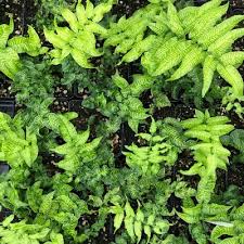 Image result for Coniogramme africana