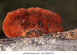 Image result for Pycnobotrya