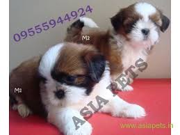 While this in itself doesn't guarantee a healthy puppy, it's much more likely that you will be dealing with a reputable breeder who will have an interest in ensuring that your puppy is as healthy. Shih Tzu Puppy Price In Secunderabad Shih Tzu Puppy For Sale In Secunderabad
