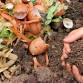 Composting Information Session & Harvest Swap event image