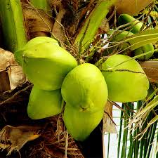 Find out the secrets of our bonsai house. Egrow 10pcs Bag Coconut Tree Seeds Perennial Bonsai Juicy Fruit Plants For Home And Garden Planting