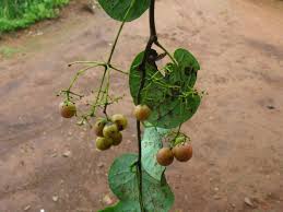 Image result for Stephania abyssinica