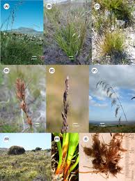 Image result for Tetraria