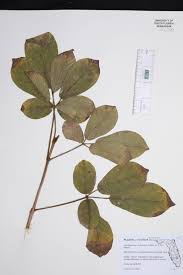 Image result for Handroanthus chrysotrichus