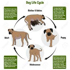 Dog Life Cycle Diagram With All Stages Including Birth Mother