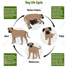 dog life cycle diagram with all stages including birth mother