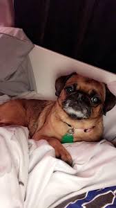 Rescue a pet friend in need. This Is Sophie We Used To Think She Was Definitely A Pug Mix But Then The Vet Suggested She Was Probably A Brussels Griffon Or At Least A Mix Of One And