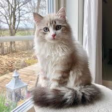 Happy Caturday Repost By Cats Double Tap The Pic Follow Cat Lo Beautiful Cats Cute Animals Kittens Cutest