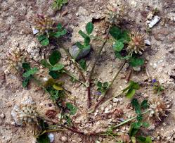 Image result for Trifolium spumosum