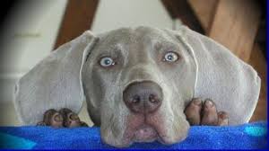 Blue is dominant to gray, which means that you must have one blue parent to have blue puppies, and you can never. Blue Weimaraner Puppies For Sale Call Us 417 326 9218