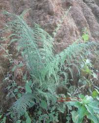 Image result for Pityrogramma argentea