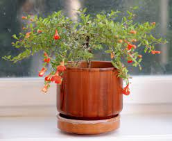Grow your own low price pomegranate trees and save at the grocery store. Indoor Pomegranate Tree Tips On Growing Pomegranate Trees Indoors